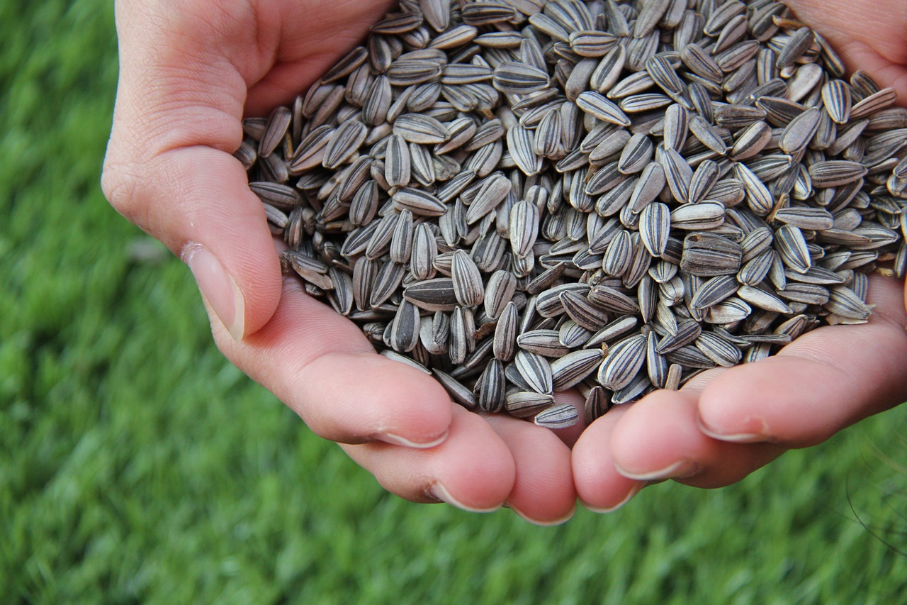 sunflower-seeds-1213766_1280.jpg