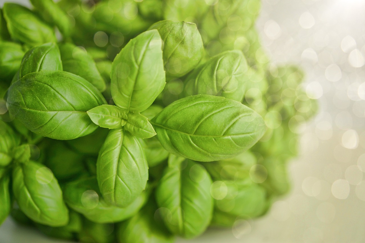 basil-3405405_1280.jpg