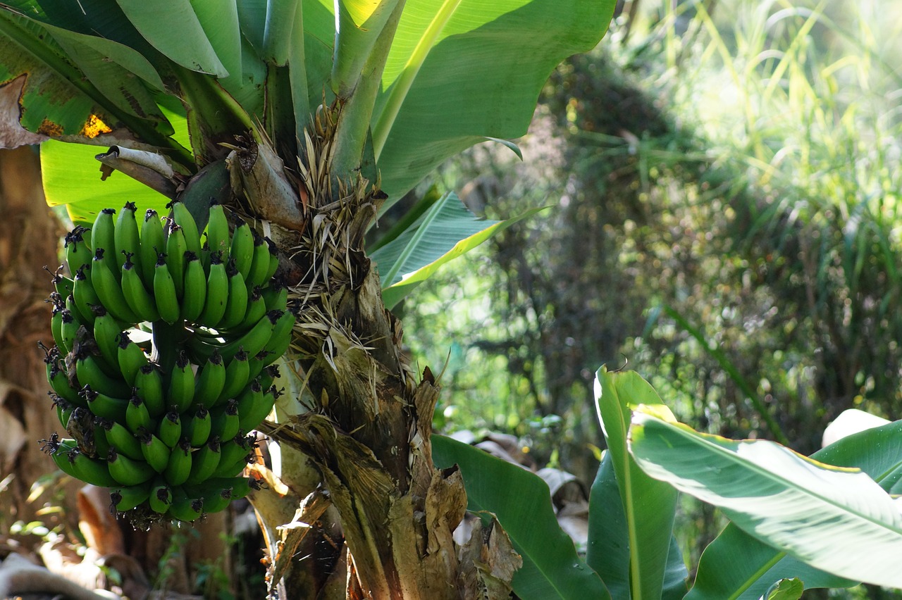banana-2192128_1280.jpg