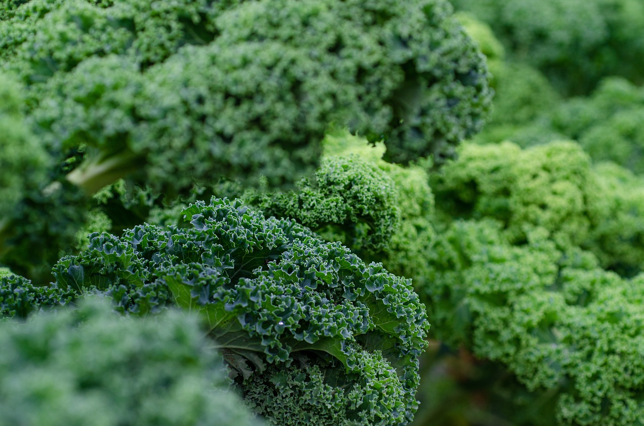 kale-5975540_1280.jpg