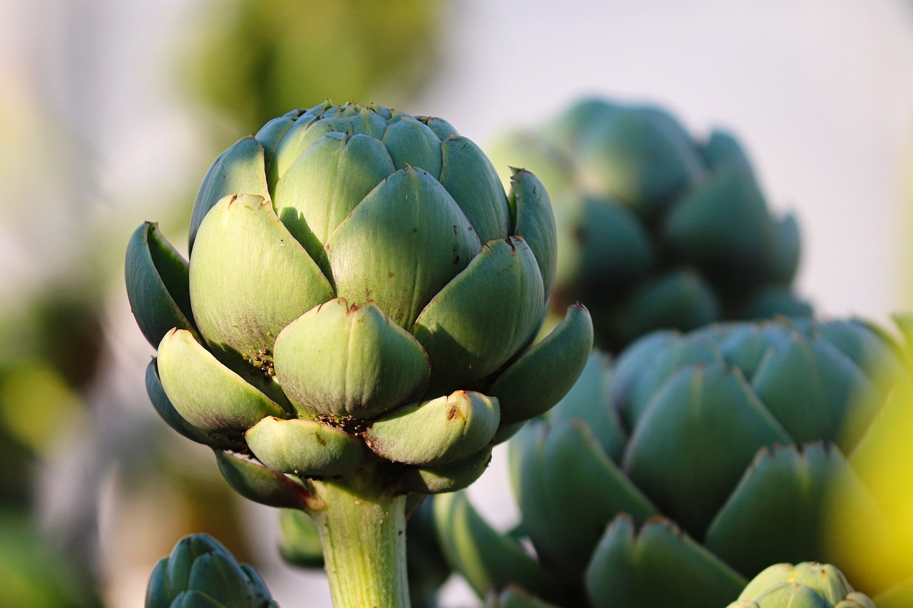 artichoke-7456876_1280.jpg