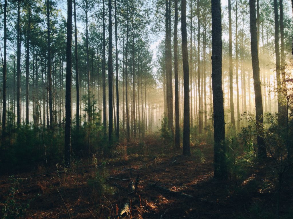 steven-kamenar-MMJx78V7xS8-unsplash-1024x768.jpg