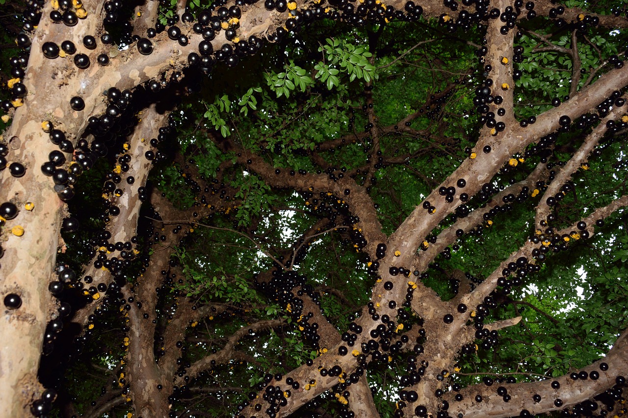 Jabuticaba-Gdccdbd27F 1280