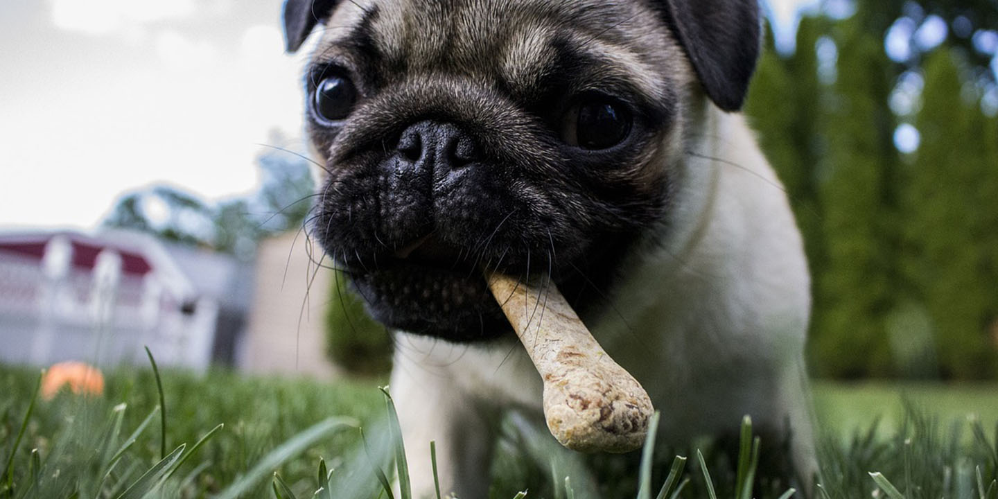 Dog Treats