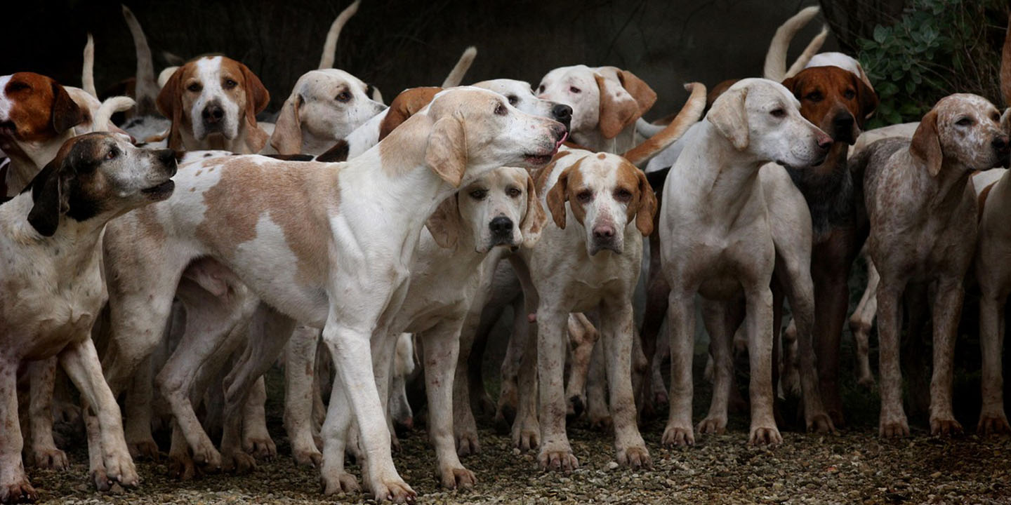 Dogs